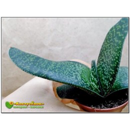 Гастерия пятнистая шершавый лист (Gasteria maculata, гастерия макулата)