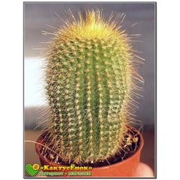 Пародия Ленингхауза (Parodia leninghausii)