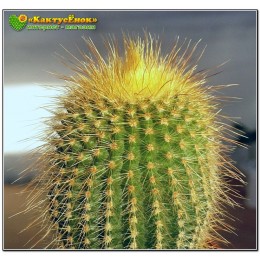 Пародия Ленингхауза (Parodia leninghausii)