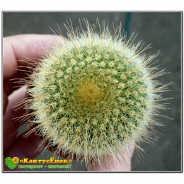 Пародия Ленингхауза (Parodia leninghausii)
