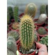 Пилозоцереус золотоствольный (Pilosocereus chrysostele)