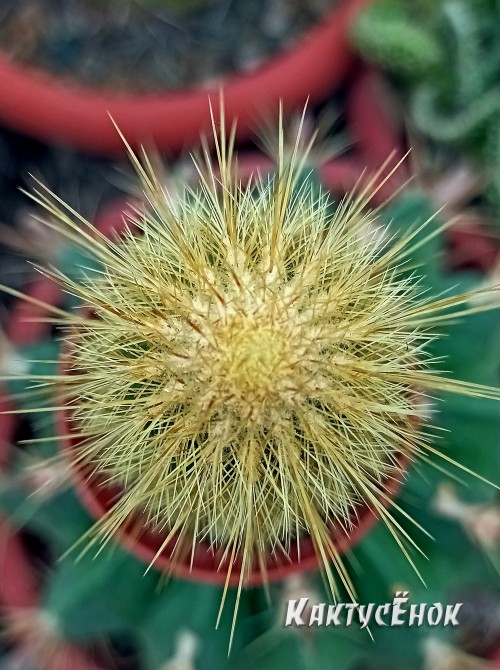 Пилозоцереус золотоствольный (Pilosocereus chrysostele)