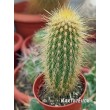 Пилозоцереус золотоствольный (Pilosocereus chrysostele)