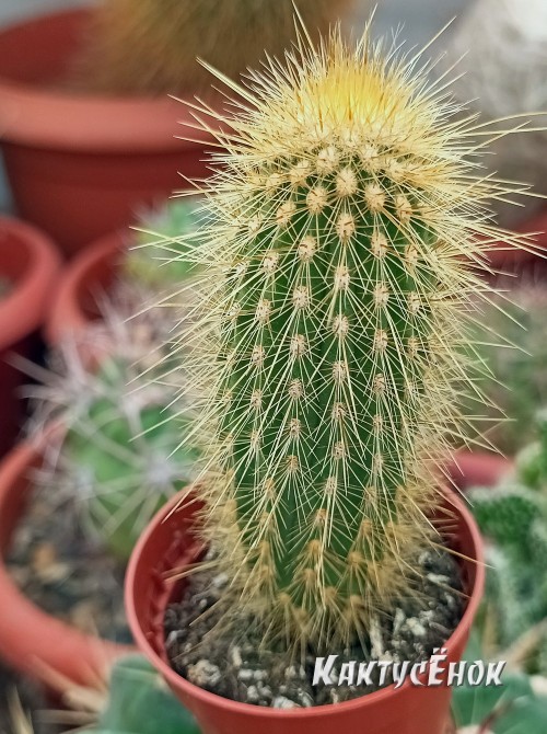 Пилозоцереус золотоствольный (Pilosocereus chrysostele)