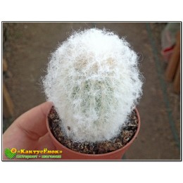 Эспостоа шерстистая (Espostoa Lanata, эспостоа ланата)