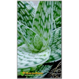 Алоэ Дорана Блека (Aloe rauhii cv. Doran Black)