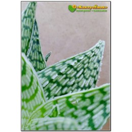 Алоэ Дорана Блека (Aloe rauhii cv. Doran Black)