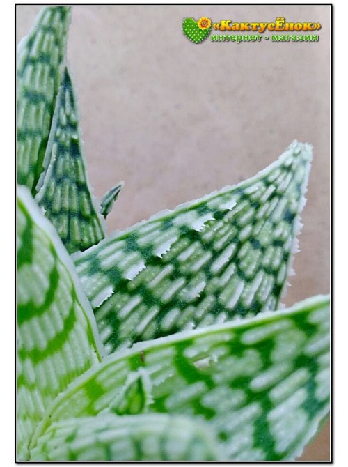 Алоэ Дорана Блека (Aloe rauhii cv. Doran Black)