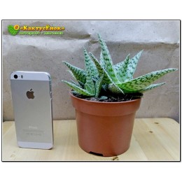 Алоэ Дорана Блека (Aloe rauhii cv. Doran Black)