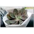 2 листовых черенка Эхеверия нодулоза (Echeveria nodulosa)