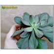 2 листовых черенка Эхеверия нодулоза (Echeveria nodulosa)