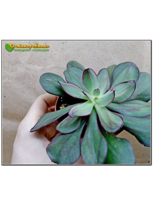 2 листовых черенка Эхеверия нодулоза (Echeveria nodulosa)