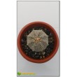 Астрофитум астериас супер кабуто (Astrophytum asterias «Super Kabuto»)