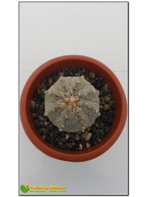 Астрофитум астериас супер кабуто (Astrophytum asterias «Super Kabuto»)