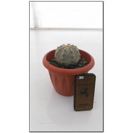 Астрофитум астериас супер кабуто (Astrophytum asterias «Super Kabuto»)