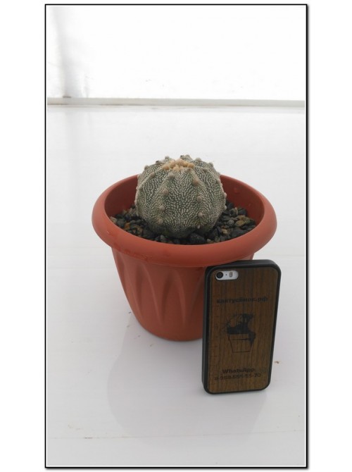 Астрофитум астериас супер кабуто (Astrophytum asterias «Super Kabuto»)