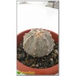 Астрофитум астериас супер кабуто (Astrophytum asterias «Super Kabuto»)