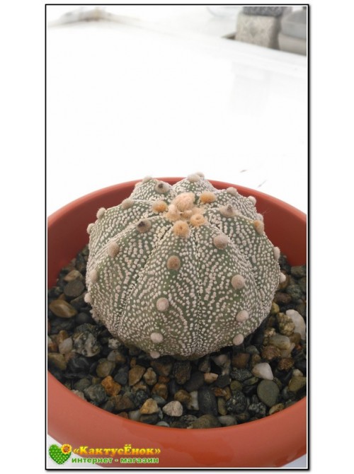 Астрофитум астериас супер кабуто (Astrophytum asterias «Super Kabuto»)