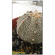 Астрофитум астериас супер кабуто (Astrophytum asterias «Super Kabuto»)