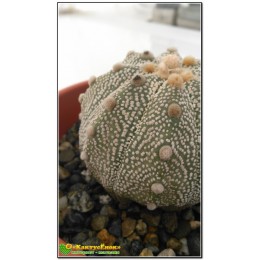 Астрофитум астериас супер кабуто (Astrophytum asterias «Super Kabuto»)