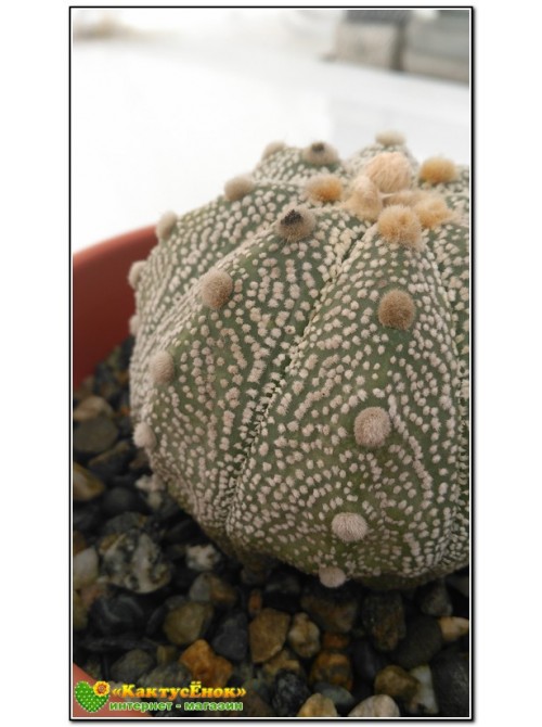 Астрофитум астериас супер кабуто (Astrophytum asterias «Super Kabuto»)