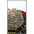 Астрофитум астериас супер кабуто (Astrophytum asterias «Super Kabuto»)