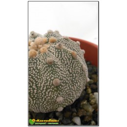 Астрофитум астериас супер кабуто (Astrophytum asterias «Super Kabuto»)