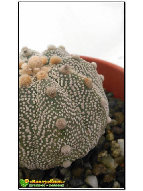 Астрофитум астериас супер кабуто (Astrophytum asterias «Super Kabuto»)