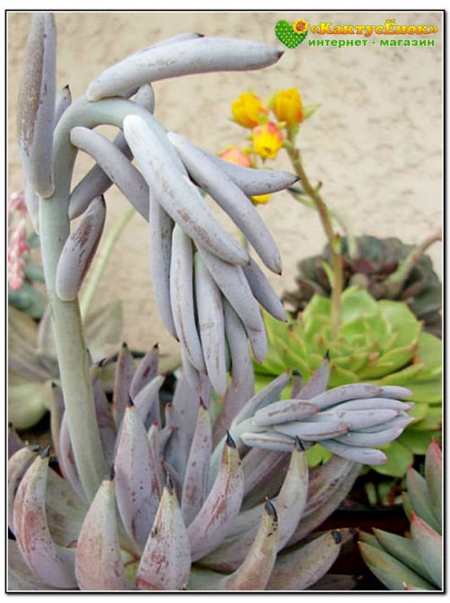 Один листовой черенок Эхеверия початковая (Echeveria unguiculata)