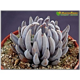 Один листовой черенок Эхеверия початковая (Echeveria unguiculata)