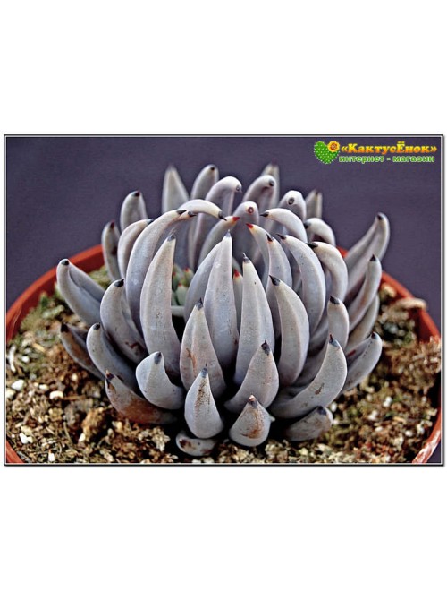 Один листовой черенок Эхеверия початковая (Echeveria unguiculata)