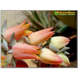 Один листовой черенок Эхеверия початковая (Echeveria unguiculata)