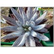 Один листовой черенок Эхеверия початковая (Echeveria unguiculata)