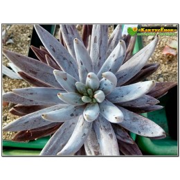 Один листовой черенок Эхеверия початковая (Echeveria unguiculata)