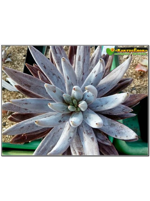 Один листовой черенок Эхеверия початковая (Echeveria unguiculata)