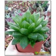 Хавортия купери лейтони (haworthia cooperi v. leightonii)