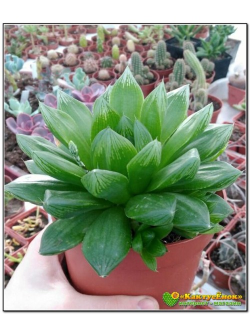 Хавортия купери лейтони (haworthia cooperi v. leightonii)