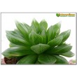 Хавортия купери лейтони (haworthia cooperi v. leightonii)