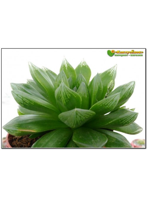 Хавортия купери лейтони (haworthia cooperi v. leightonii)