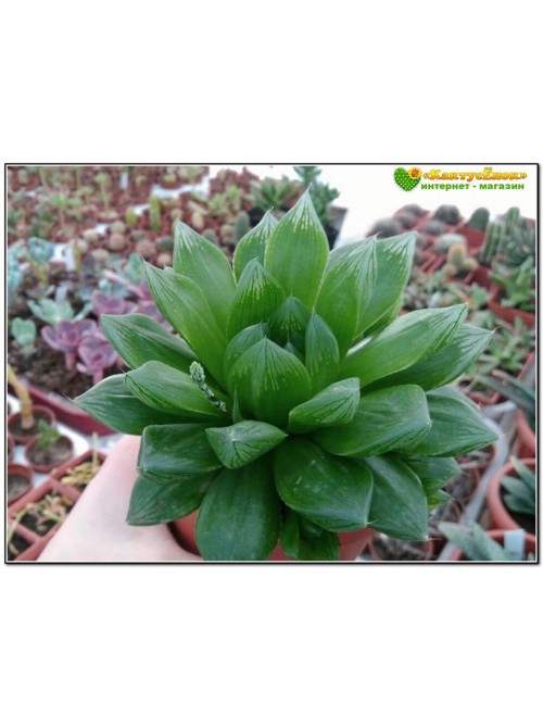 Хавортия купери лейтони (haworthia cooperi v. leightonii)