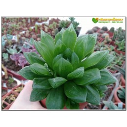 2 листовых черенка хавортия гибридная (haworthia hybrid 1)