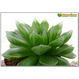 2 листовых черенка хавортия гибридная (haworthia hybrid 1)