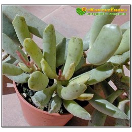 2 листовых черенка Адромискус халесовенсис (Adromischus halesowensis)