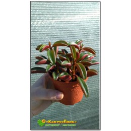 Черенок Пеперомия Гравеоленс (Peperomia graveolens)