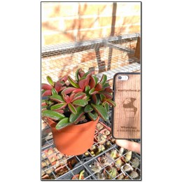 Черенок Пеперомия Гравеоленс (Peperomia graveolens)