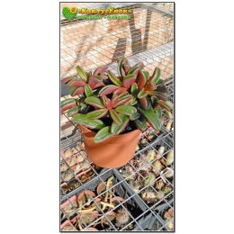 Черенок Пеперомия Гравеоленс (Peperomia graveolens)