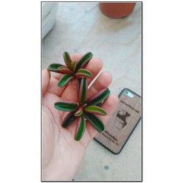 Черенок Пеперомия Гравеоленс (Peperomia graveolens)