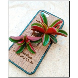 Черенок Пеперомия Гравеоленс (Peperomia graveolens)