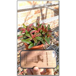 Черенок Пеперомия Гравеоленс (Peperomia graveolens)