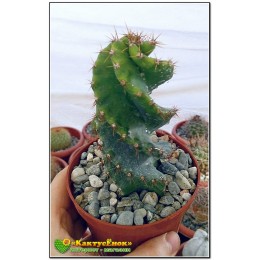 Цереус Форбса "Spiralis" (Сereus forbesii spiralis, Цереус спиральный)